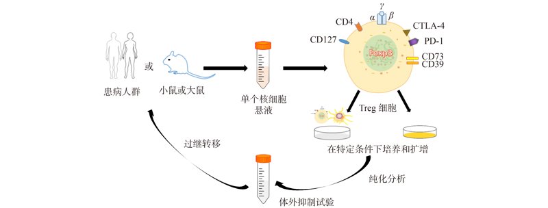 细胞制备：揭开生物医学的神秘面纱